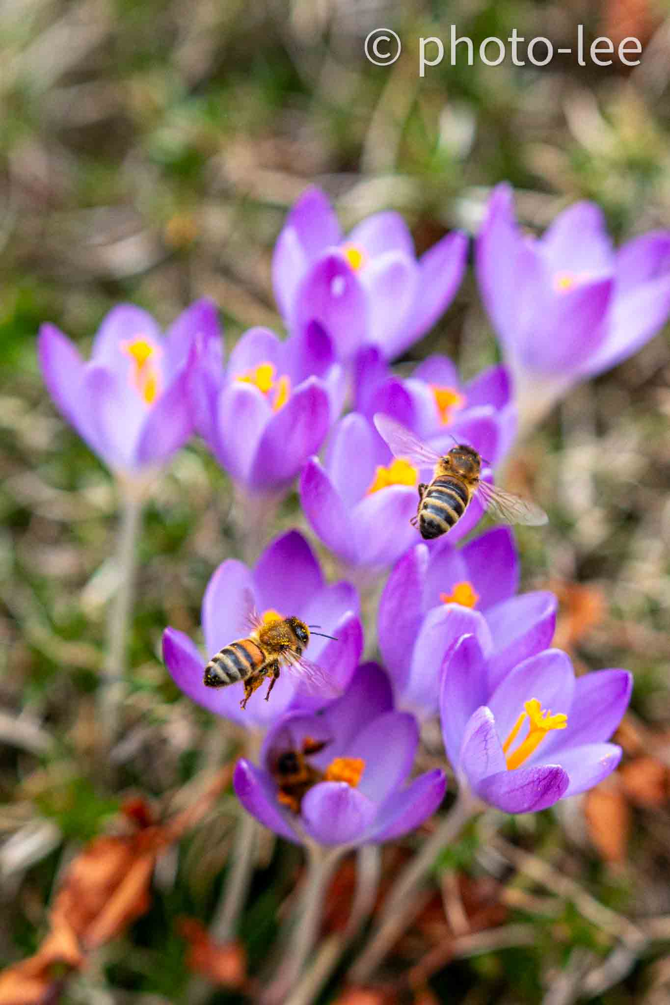 Ein paar Bienen fliegen über lila Krokossen